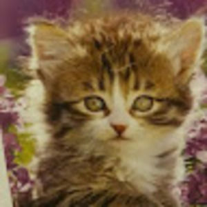 Meet your Posher, B.